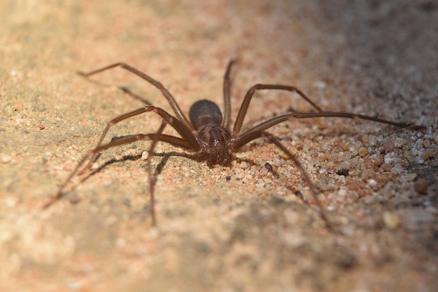 Brown Recluse Spider (Loxosceles laeta)