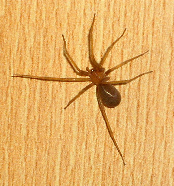 Brown Recluse Spider (Loxosceles laeta)