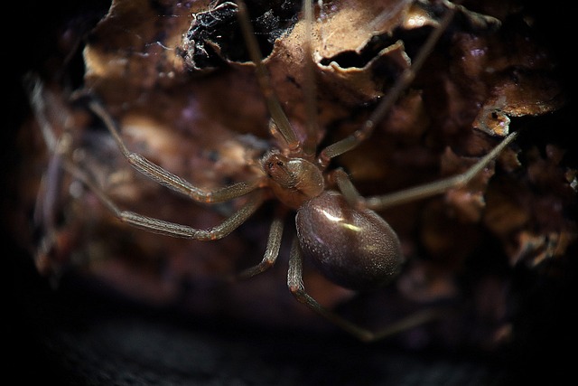 Brown Recluse Spider (Loxosceles laeta)